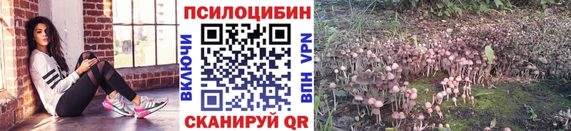 Галлюциногенные грибы Psilocybine cubensis  MEGA ссылки  Кандалакша 